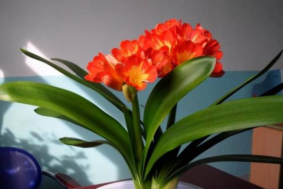 养君子兰的“小诀窍”，通过观察叶子，就能找出它的病因1