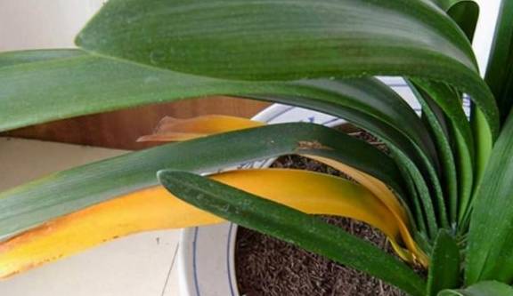 养君子兰的“小诀窍”，通过观察叶子，就能找出它的病因2