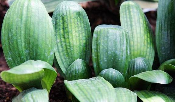 养君子兰的“小诀窍”，通过观察叶子，就能找出它的病因3