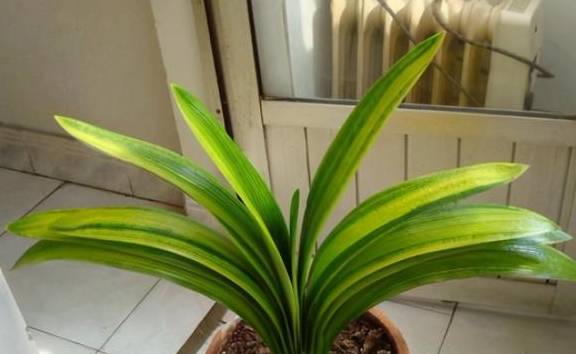 养君子兰的“小诀窍”，通过观察叶子，就能找出它的病因4