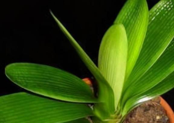 养君子兰的“小诀窍”，通过观察叶子，就能找出它的病因5