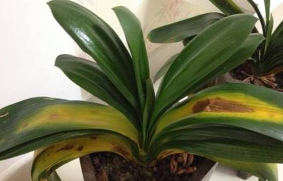 养君子兰的“小诀窍”，通过观察叶子，就能找出它的病因6