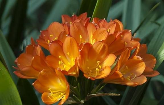 养君子兰的“小诀窍”，通过观察叶子，就能找出它的病因7