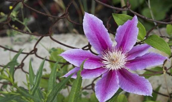 铁线莲中的“生长能手”,经典又丰花,新手别错过1