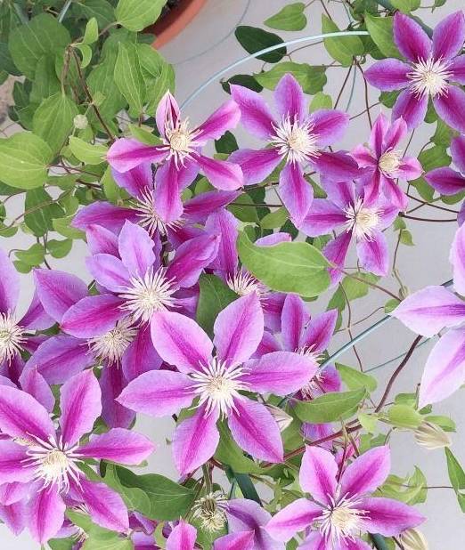 铁线莲中的“生长能手”,经典又丰花,新手别错过2