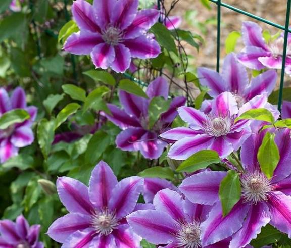 铁线莲中的“生长能手”,经典又丰花,新手别错过3