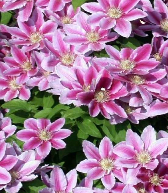 铁线莲中的“生长能手”,经典又丰花,新手别错过4