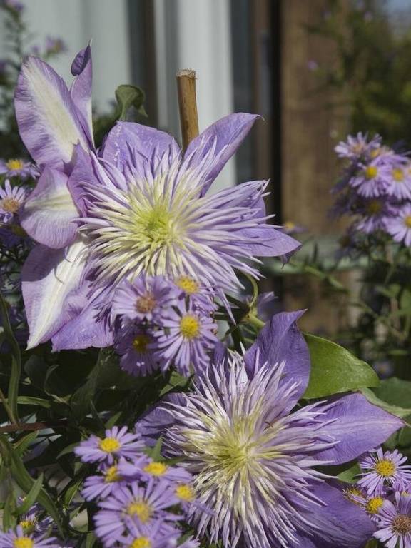 铁线莲中的“生长能手”,经典又丰花,新手别错过5