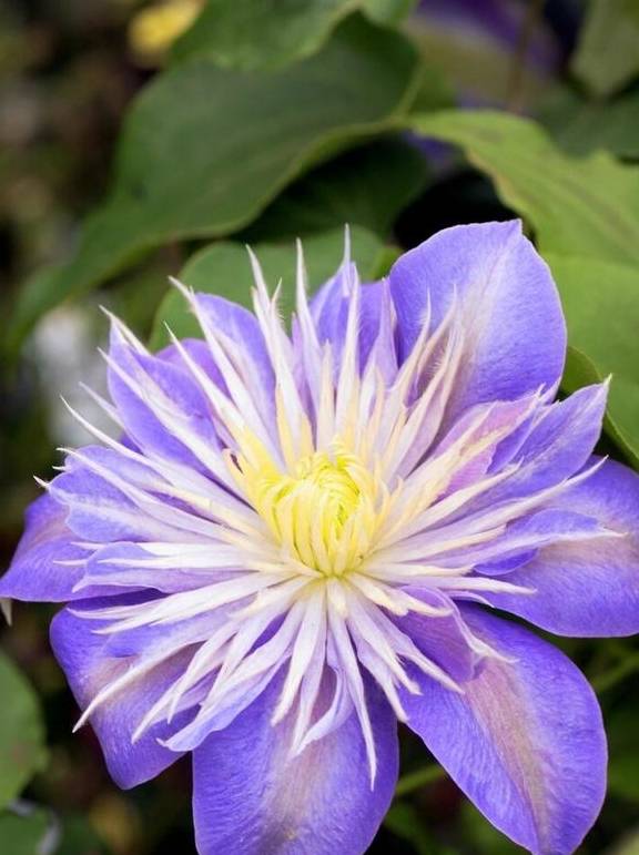 铁线莲中的“生长能手”,经典又丰花,新手别错过6