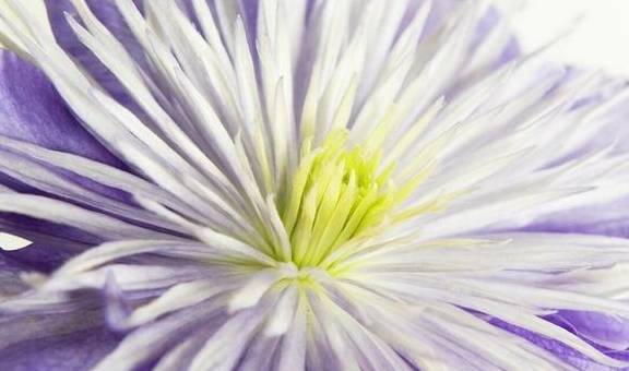 铁线莲中的“生长能手”,经典又丰花,新手别错过7