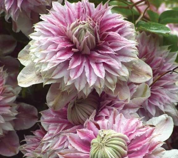 铁线莲中的“生长能手”,经典又丰花,新手别错过8