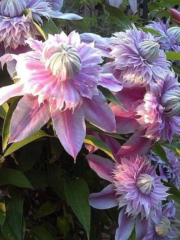 铁线莲中的“生长能手”,经典又丰花,新手别错过9