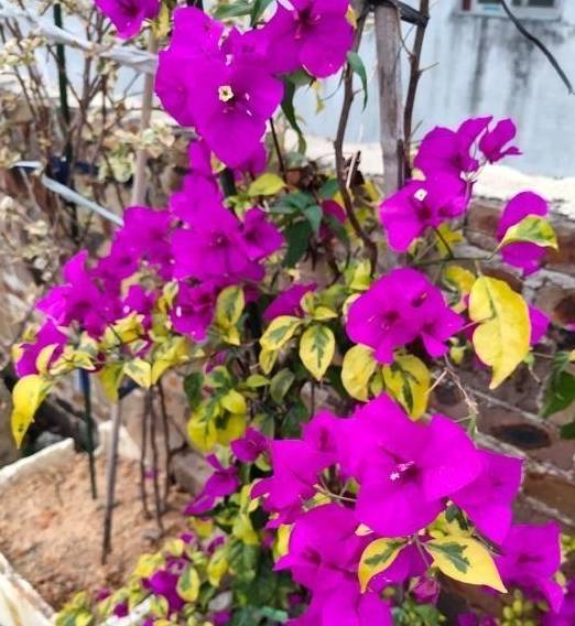 春天的三角梅,“这些操作”赶紧做,夏季枝叶更茂密,开花更多1