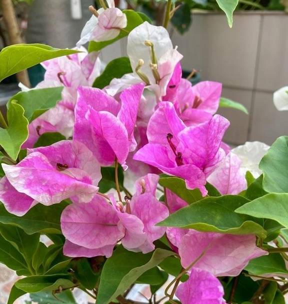 春天的三角梅,“这些操作”赶紧做,夏季枝叶更茂密,开花更多2