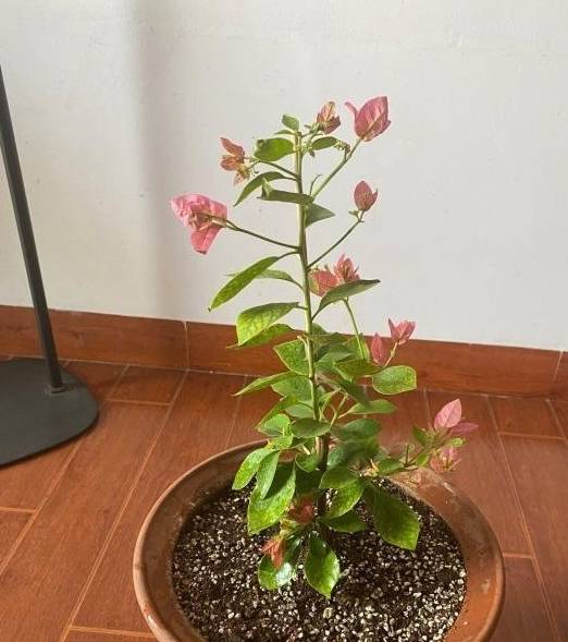 春天的三角梅,“这些操作”赶紧做,夏季枝叶更茂密,开花更多3