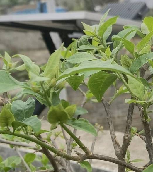 春天的三角梅,“这些操作”赶紧做,夏季枝叶更茂密,开花更多4