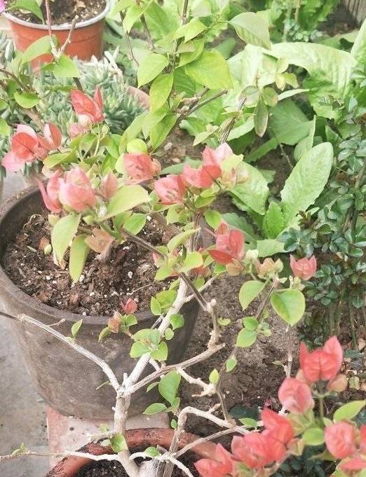 春天的三角梅,“这些操作”赶紧做,夏季枝叶更茂密,开花更多5