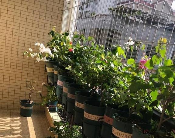 春天的三角梅,“这些操作”赶紧做,夏季枝叶更茂密,开花更多6