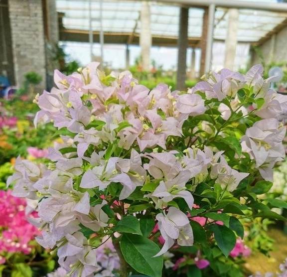 春天的三角梅,“这些操作”赶紧做,夏季枝叶更茂密,开花更多7