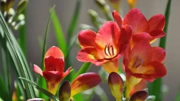 香雪兰花谢以后如何养护?能否不收球,使其原盆休眠1