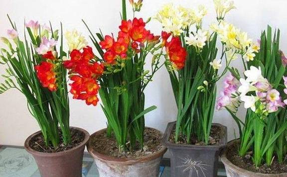 香雪兰花谢以后如何养护?能否不收球,使其原盆休眠2