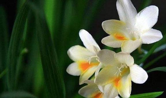 香雪兰花谢以后如何养护?能否不收球,使其原盆休眠3