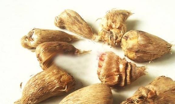 香雪兰花谢以后如何养护?能否不收球,使其原盆休眠4