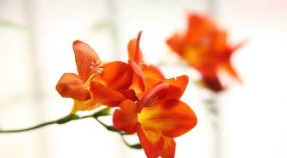 香雪兰花谢以后如何养护?能否不收球,使其原盆休眠5