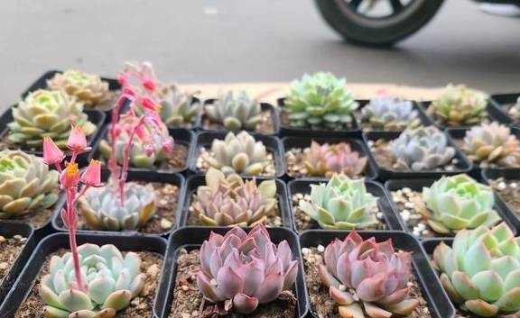 多肉千万别养太多,花钱不说,花费精力,适可而止“不吃亏”1