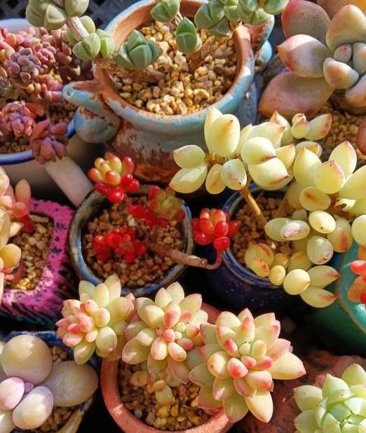 多肉千万别养太多,花钱不说,花费精力,适可而止“不吃亏”2