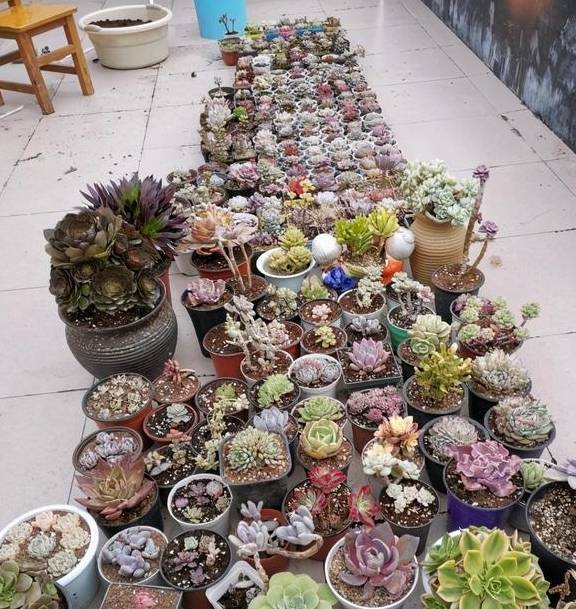 多肉千万别养太多,花钱不说,花费精力,适可而止“不吃亏”3