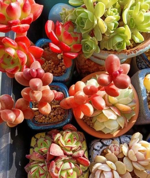 多肉千万别养太多,花钱不说,花费精力,适可而止“不吃亏”4