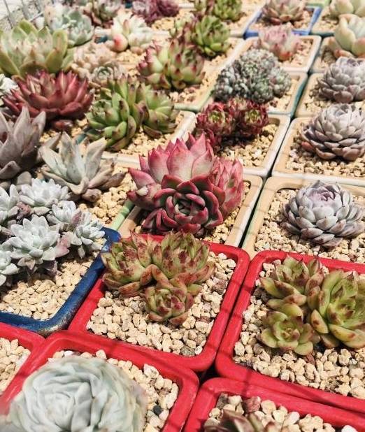 多肉千万别养太多,花钱不说,花费精力,适可而止“不吃亏”5