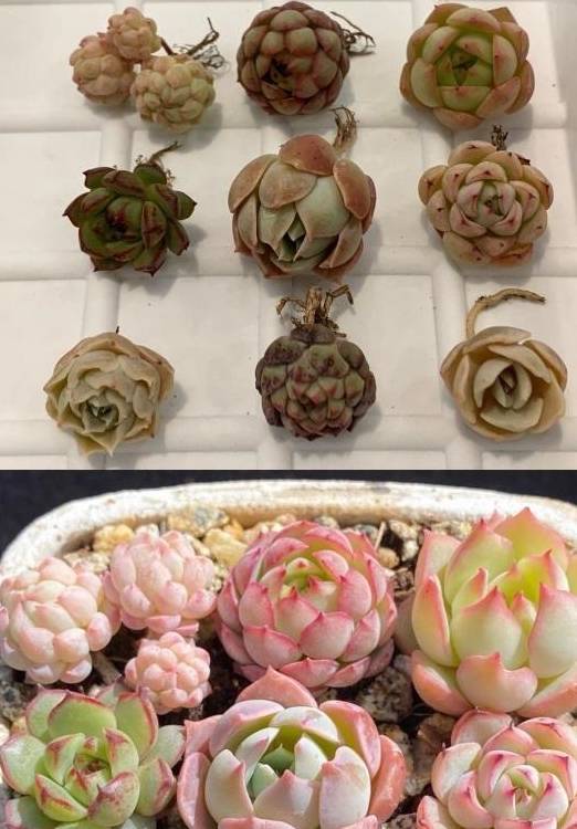 多肉千万别养太多,花钱不说,花费精力,适可而止“不吃亏”6