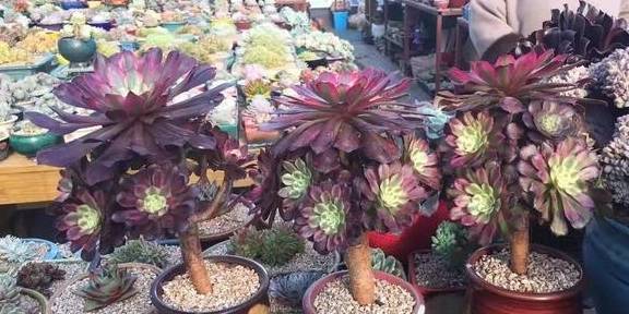 2招让多肉法师“大爆头”,变群生,变老桩,都有好办法1