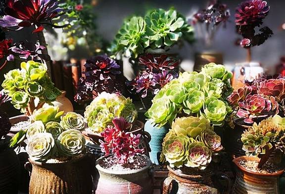 2招让多肉法师“大爆头”,变群生,变老桩,都有好办法2