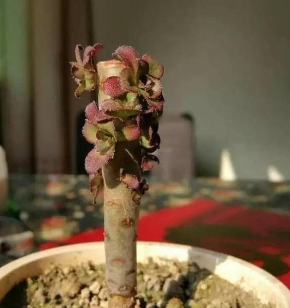 2招让多肉法师“大爆头”,变群生,变老桩,都有好办法3