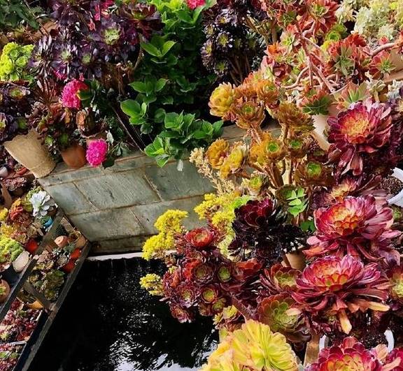 2招让多肉法师“大爆头”,变群生,变老桩,都有好办法4