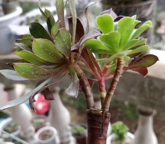 2招让多肉法师“大爆头”,变群生,变老桩,都有好办法5