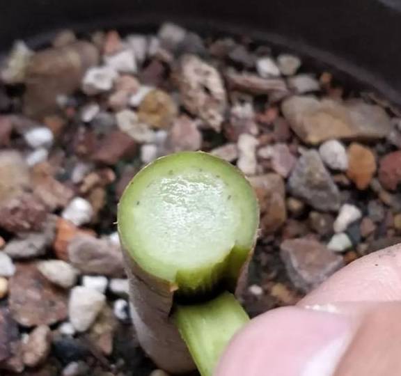 2招让多肉法师“大爆头”,变群生,变老桩,都有好办法6