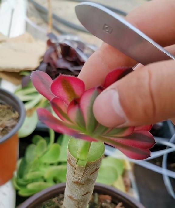 2招让多肉法师“大爆头”,变群生,变老桩,都有好办法7