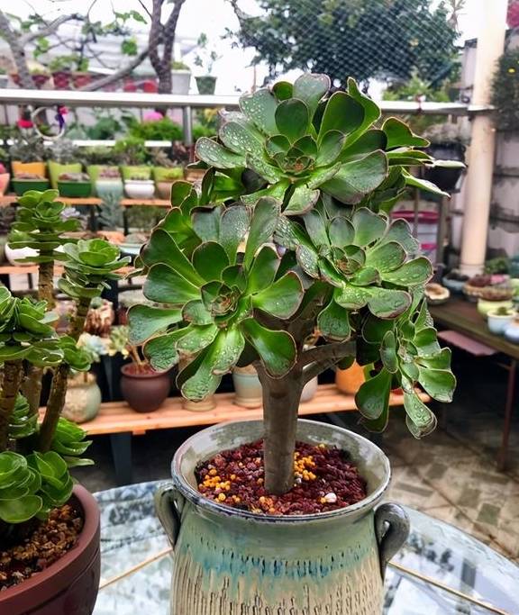 2招让多肉法师“大爆头”,变群生,变老桩,都有好办法8