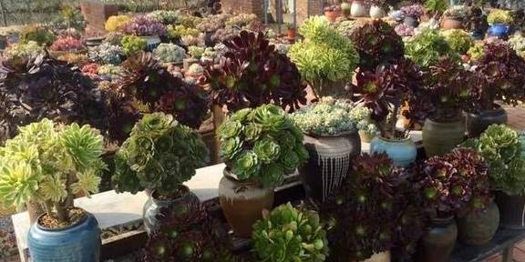 2招让多肉法师“大爆头”,变群生,变老桩,都有好办法9