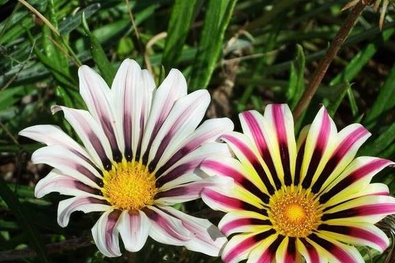 养花总养不好?试试养一盆勋章菊吧,常年开花易爆盆,养殖超简单1