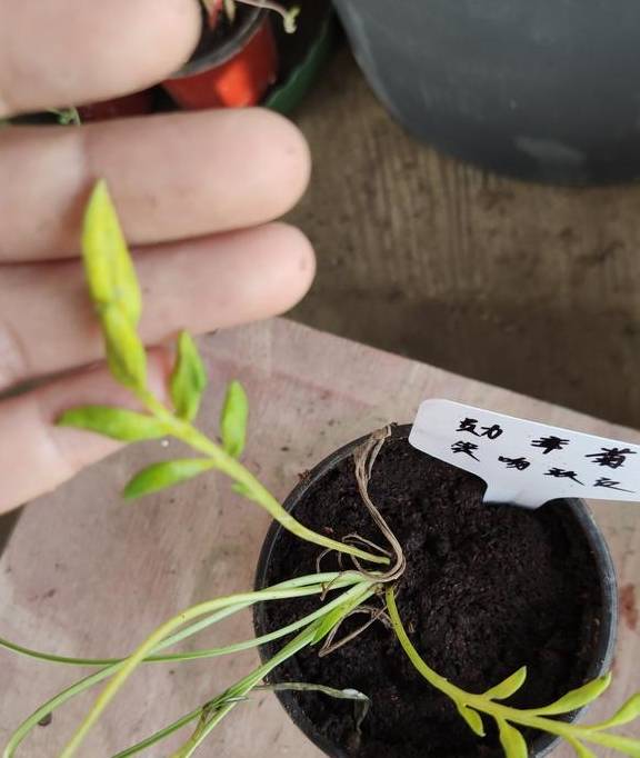 养花总养不好?试试养一盆勋章菊吧,常年开花易爆盆,养殖超简单2