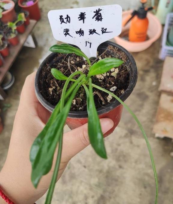 养花总养不好?试试养一盆勋章菊吧,常年开花易爆盆,养殖超简单3