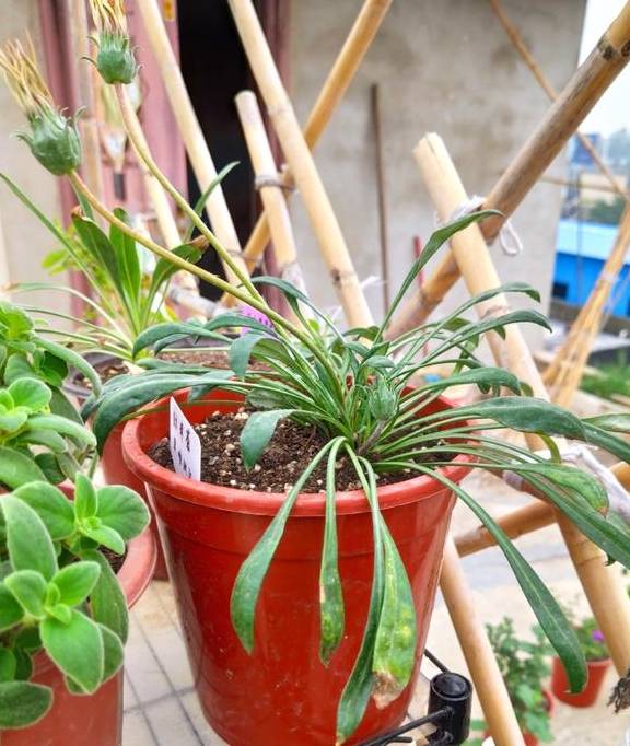 养花总养不好?试试养一盆勋章菊吧,常年开花易爆盆,养殖超简单4