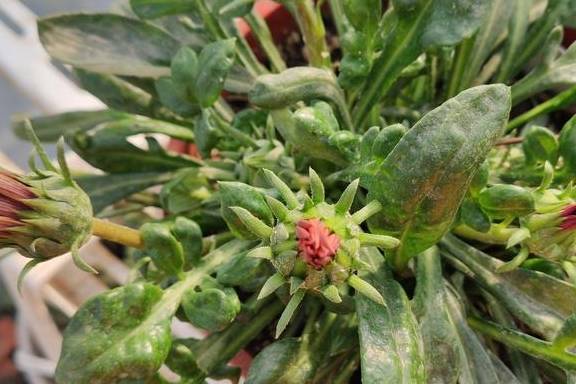 养花总养不好?试试养一盆勋章菊吧,常年开花易爆盆,养殖超简单5