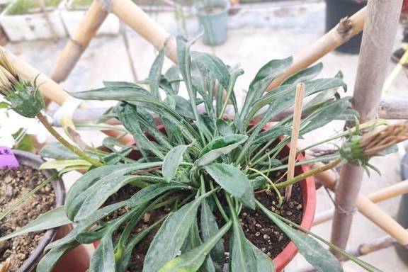 养花总养不好?试试养一盆勋章菊吧,常年开花易爆盆,养殖超简单6