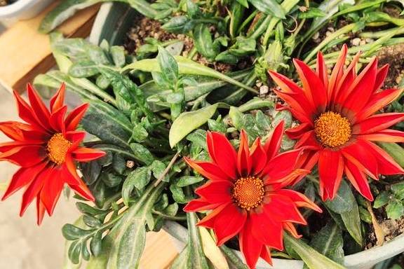 养花总养不好?试试养一盆勋章菊吧,常年开花易爆盆,养殖超简单7